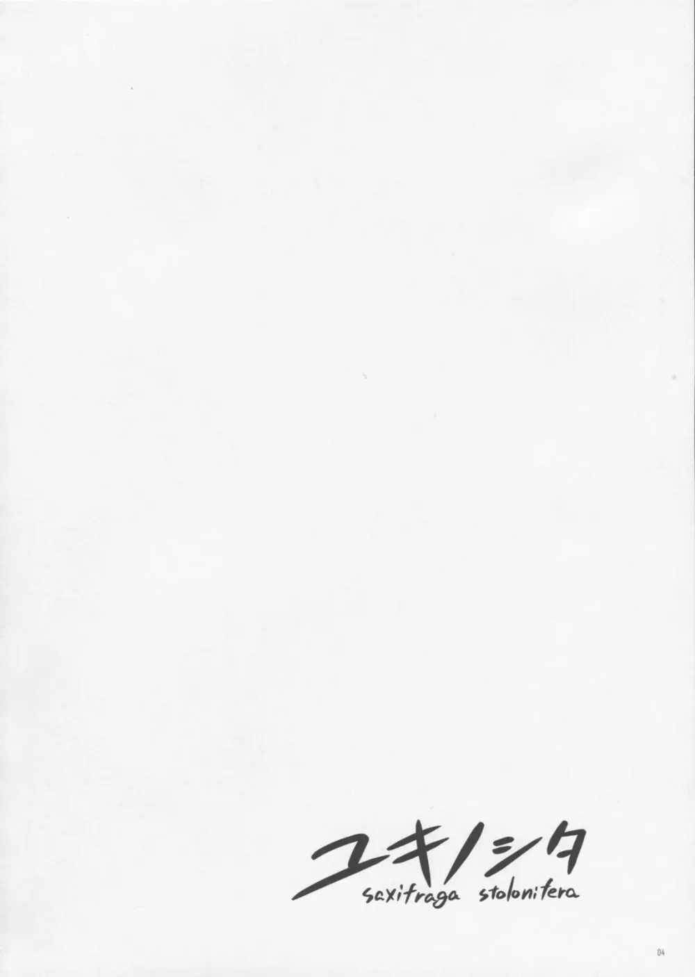 ユキノシタ Saxifraga Stolonifera 3ページ