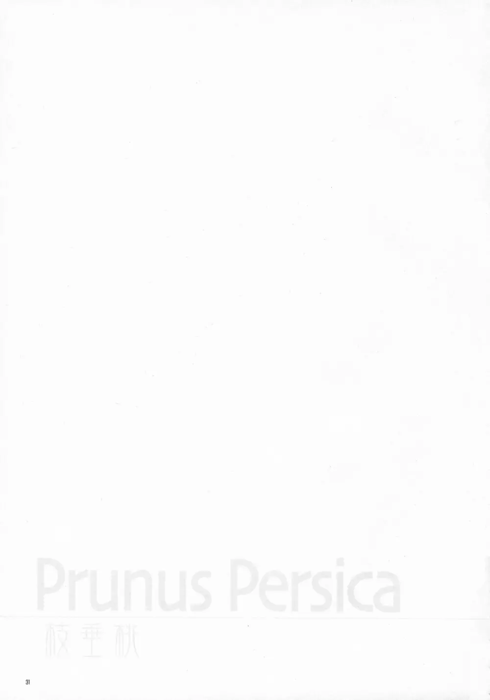 Prunus Persica 30ページ
