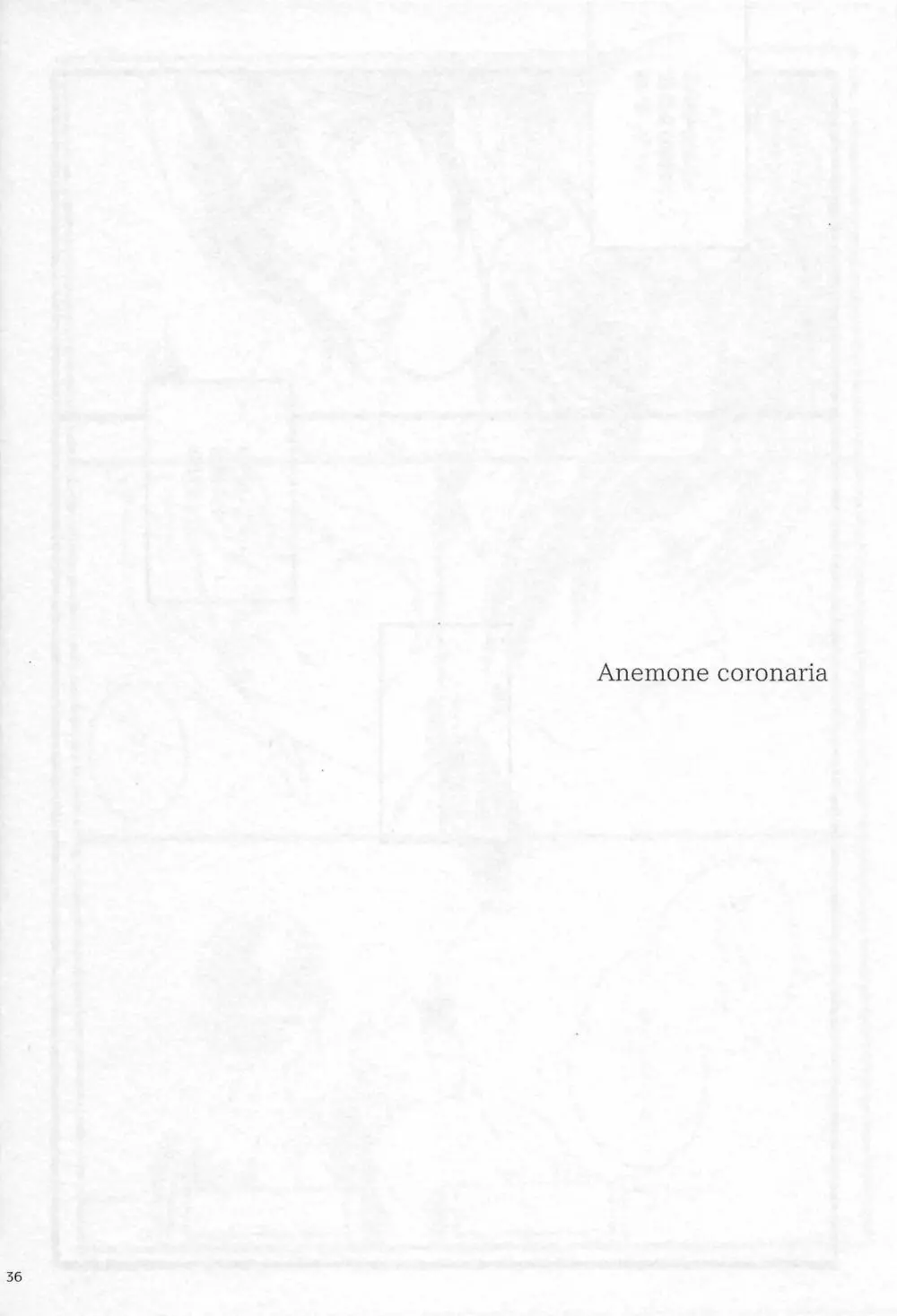 Anemone coronaria 35ページ